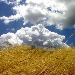 480_grano