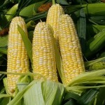 prezzi materie prime alimentari